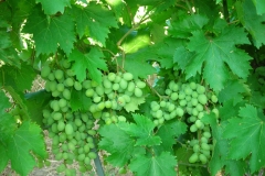 vinogradi grozd