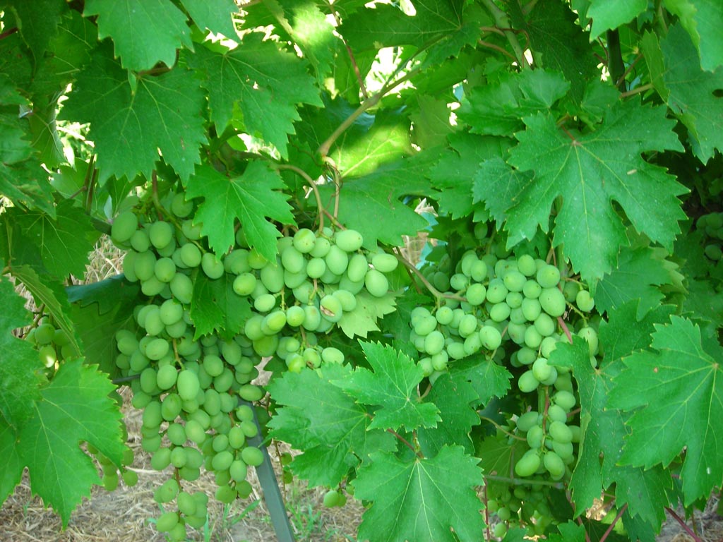 vinogradi grozd