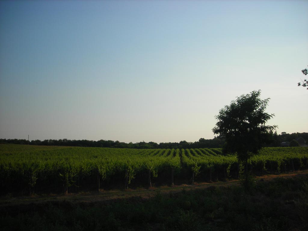 vinogradi pejsaž