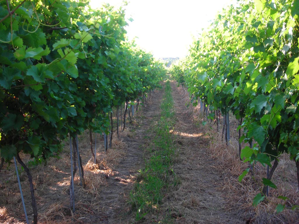 vinogradi red