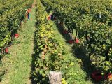 berba grožđa Fruška gora