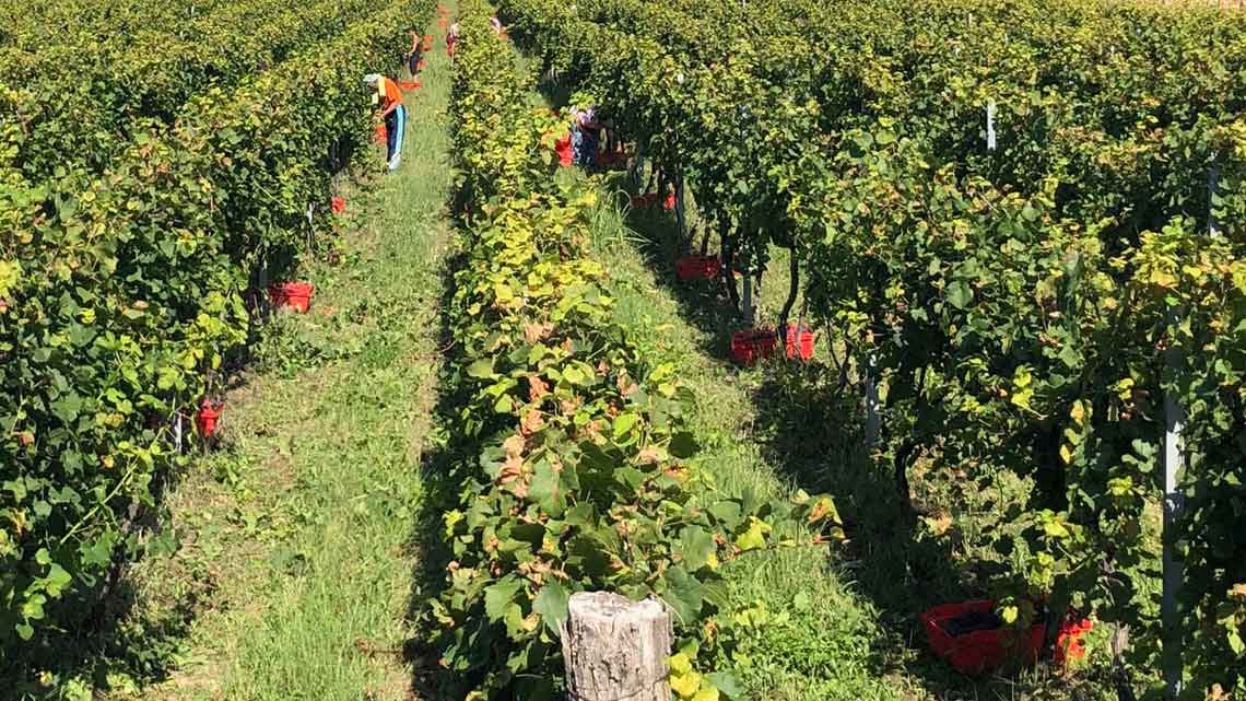 berba grožđa Fruška gora